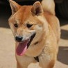 SHIBA 